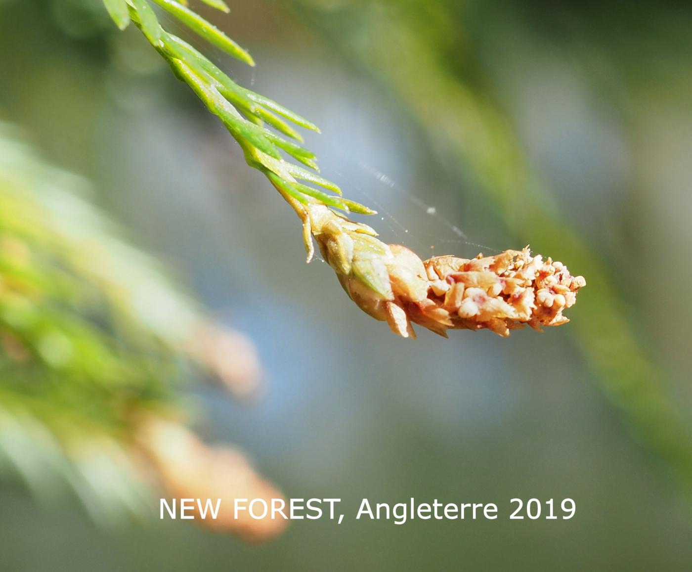 Redwood, Californian flower